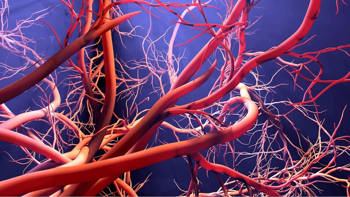 Viscerovascular Manipulation Courses — Barral Institute UK